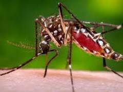 ACOMPANHE A SITUAÇÃO DA DENGUE NO TERRITÓRIO MUNICIPAL - ACOMPANHE AQUI-Aedes aegypti